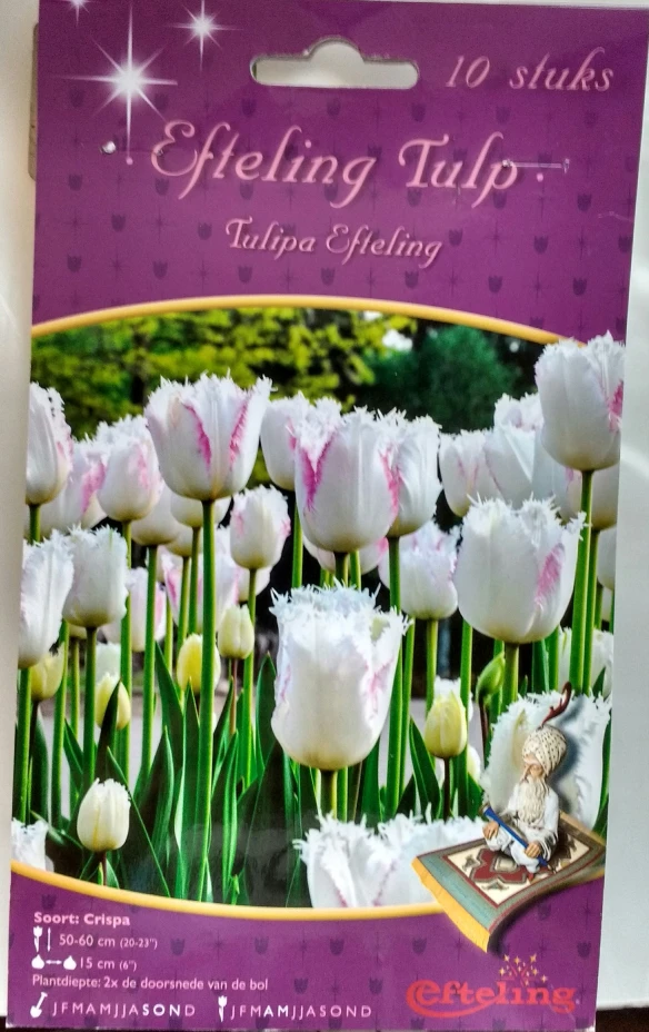 Efteling Tulpen bollen