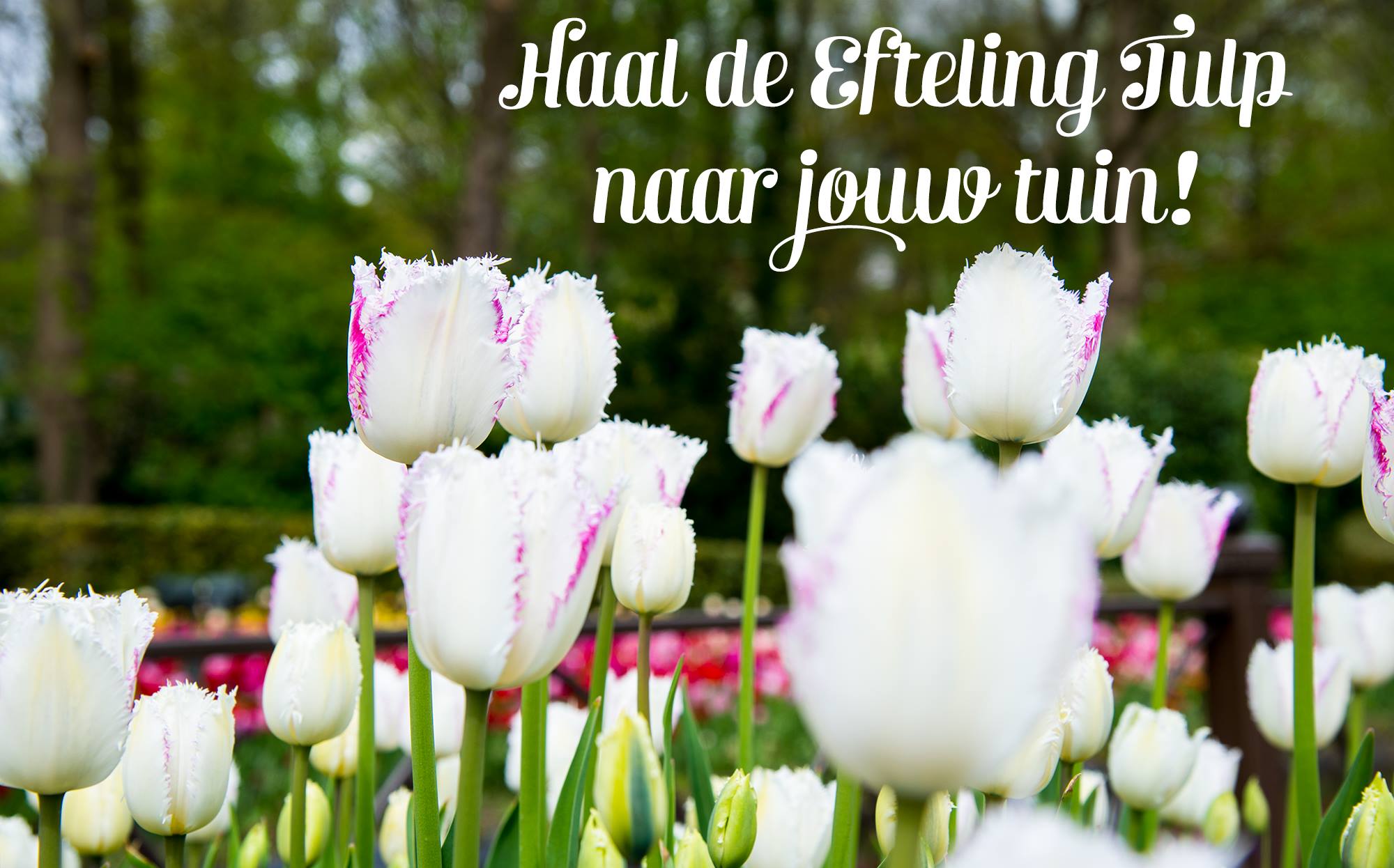 Planten, Zaden en bollen